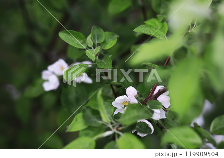 Spring bloom. The first flowers against the background of green spring. 119909504