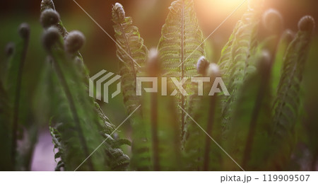 Calm quiet scene green grass landscape.Spring green grass. Calm quiet scene green grass landscape.Spring green grass. 119909507