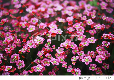 Spring bloom. The first flowers against the background of green spring. Spring bloom. The first flowers against the background of green spring. 119909512