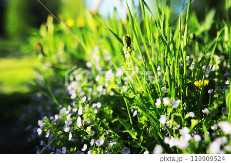 Spring bloom. The first flowers against the background of green spring. 119909524