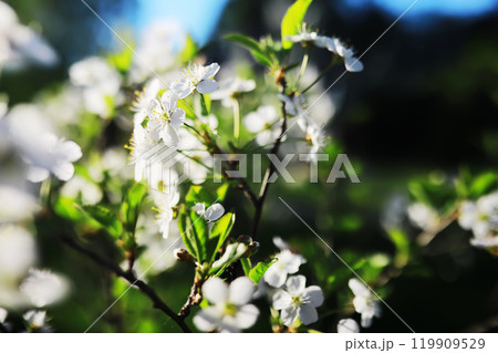 Spring bloom. The first flowers against the background of green spring. Spring bloom. The first flowers against the background of green spring. 119909529