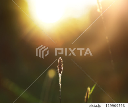 Calm quiet scene green grass landscape.Spring green grass. Calm quiet scene green grass landscape.Spring green grass. 119909568