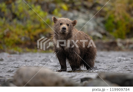 Brown Bear Fishing for Sockeye Salmon in Alaksa Brown Bear Fishing for Sockeye Salmon in Alaksa 119909784