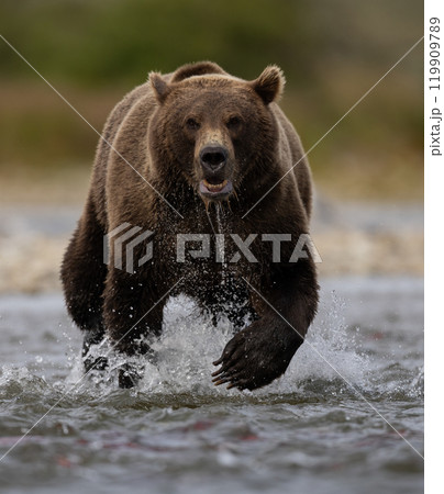 Brown Bear Fishing for Sockeye Salmon in Alaksa  119909789