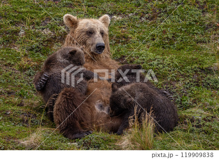 Brown Bear Fishing for Sockeye Salmon in Alaksa  119909838
