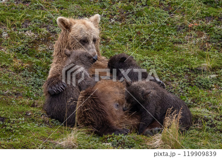 Brown Bear Fishing for Sockeye Salmon in Alaksa  119909839