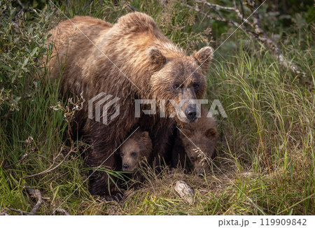 Brown Bear Fishing for Sockeye Salmon in Alaksa  119909842