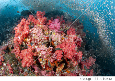 Beautiful colorful soft coral reef with massive school of glass fish at Richelieu Rock in Thailand Beautiful colorful soft coral reef with massive school of glass fish at Richelieu Rock in Thailand 119910638