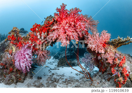 Arch of colorful soft coral reef at Similan National Park, Thailand. Arch of colorful soft coral reef at Similan National Park, Thailand. 119910639