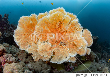 Giant Gorgonian Sea Fan coral (Seafan) at Tachai Pinnacle in Andaman sea, Thailand. 119910641
