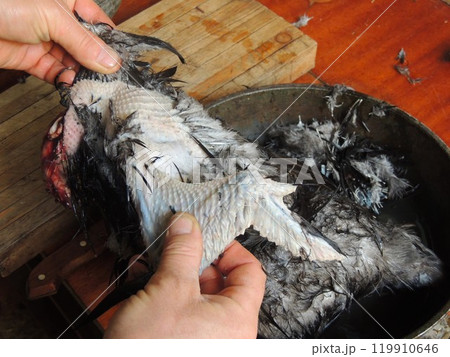 Removing feathers from a chicken during farm keeping of poultry and slaughter at home, male hands plucking gray feathers from a carcass of a rooster with dark skin, close-up 119910646