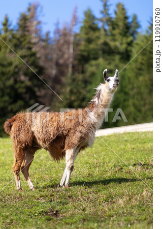 Alpaca at Alpe di Siusi in Southtyrol, Italy 119910760