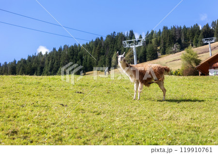 Alpaca at Alpe di Siusi in Southtyrol, Italy 119910761