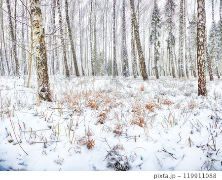 Amazing landscape with snow-covered trees and grass in the city park. 119911088