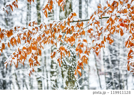 Amazing view of frozen leaves covered with snow. Amazing view of frozen leaves covered with snow. 119911128