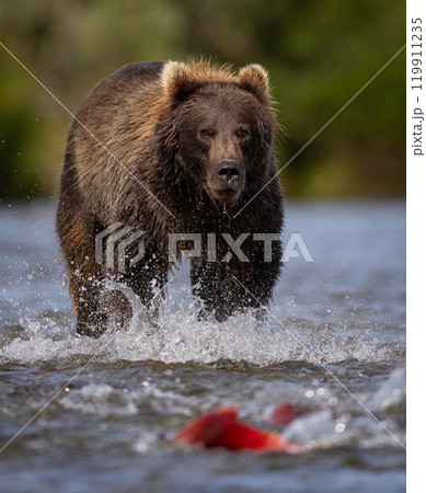 Brown Bear Fishing for Sockeye Salmon in Alaksa  119911235