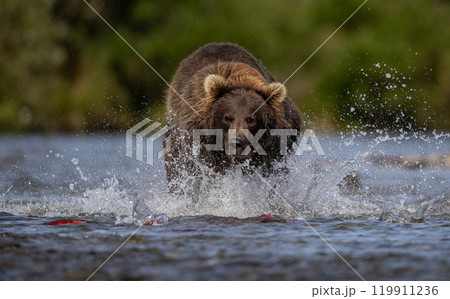 Brown Bear Fishing for Sockeye Salmon in Alaksa  119911236