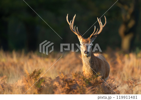 Portrait of a young red deer stag during the rut in autumn Portrait of a young red deer stag during the rut in autumn 119911481