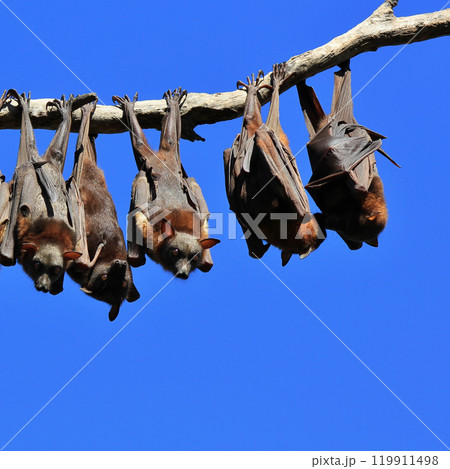 Fruit bats in Port Macquarie, Australia. 119911498