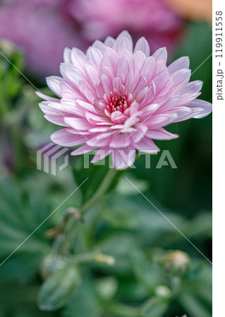 multi-colored flower beds of beautiful chrysanthemums 119911558