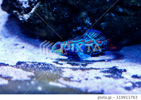 Mandarin fish Synchiropus splendidus 119911763