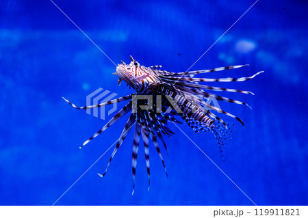 Fish Lionfish - Zebra, Pterois volitans 119911821
