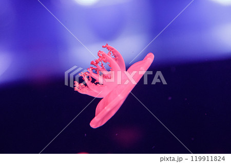 macro of a beautiful jellyfish cassiopea andromeda 119911824