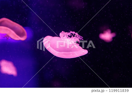 macro of a beautiful jellyfish cassiopea andromeda 119911839