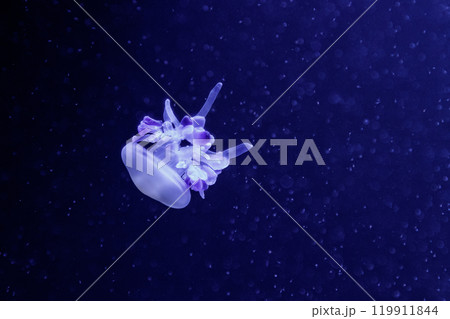 macro of a beautiful jellyfish rhizostoma luteum macro of a beautiful jellyfish rhizostoma luteum 119911844
