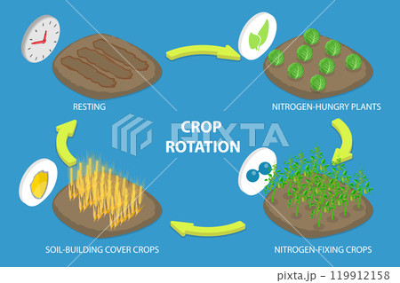 3D Isometric Flat Vector Illustration of Crop Rotation, Growing a Series of Different Types of Plants in the Same Area 3D Isometric Flat Vector Illustration of Crop Rotation, Growing a Series of Different Types of Plants in the Same Area 119912158
