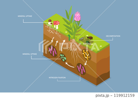 3D Isometric Flat Vector Illustration of Nutrient Cycling, Process of Nutrients Moving Through an Ecosystem 119912159