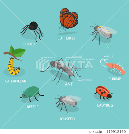 3D Isometric Flat Vector Illustration of Insect Arthropods, Invertebrates With Jointed Legs 119912160