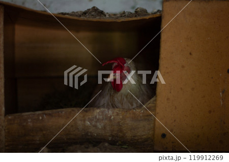 The chicken is peacefully nestled in a cozy cardboard chicken coop on hay, looking to the left, evoking a sense of calm and simplicity of rural life. The chicken is laying eggs in the house. The chicken is peacefully nestled in a cozy cardboard chicken coop on hay, looking to the left, evoking a sense of calm and simplicity of rural life. The chicken is laying eggs in the house. 119912269