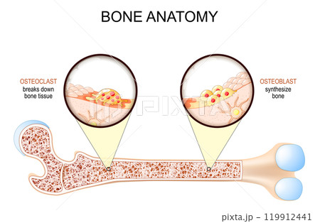 Bone anatomy. Close-up of Osteoclast, Osteoblast, and Osteocyte. Bone anatomy. Close-up of Osteoclast, Osteoblast, and Osteocyte. 119912441