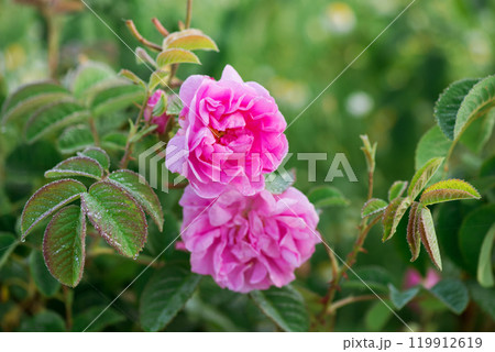 Close up of oil-bearing, flowering Rosa damascena, known as the Damask rose. Blured background. Organic natural concept. Close up of oil-bearing, flowering Rosa damascena, known as the Damask rose. Blured background. Organic natural concept. 119912619