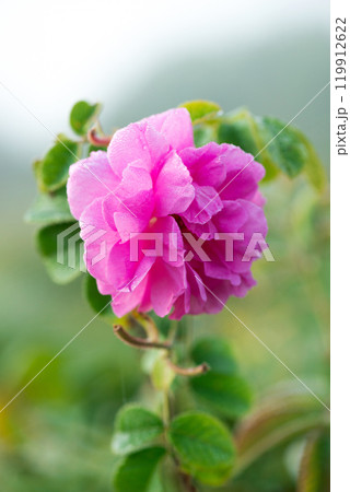 Close up of oil-bearing, flowering Rosa damascena, known as the Damask rose. Blured background. Organic natural concept. 119912622