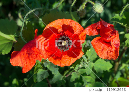 Wild poppies (Papaver rhoeas) blooming in the field in sunny day - selective focus Wild poppies (Papaver rhoeas) blooming in the field in sunny day - selective focus 119912638