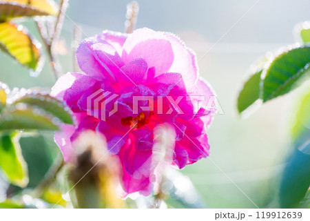 Close up of oil-bearing, flowering Rosa damascena, known as the Damask rose. Blured background. Organic natural concept. 119912639