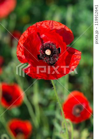Wild poppies (Papaver rhoeas) blooming in the field in sunny day - selective focus Wild poppies (Papaver rhoeas) blooming in the field in sunny day - selective focus 119912641