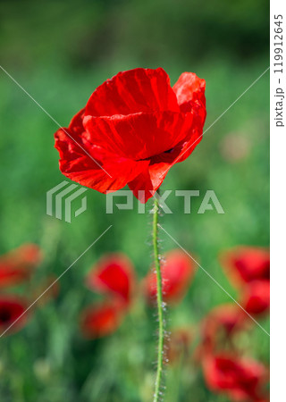 Wild poppies (Papaver rhoeas) blooming in the field in sunny day - selective focus Wild poppies (Papaver rhoeas) blooming in the field in sunny day - selective focus 119912645