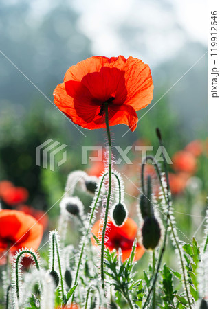 Wild poppies (Papaver rhoeas) blooming in the field in sunny day - selective focus Wild poppies (Papaver rhoeas) blooming in the field in sunny day - selective focus 119912646