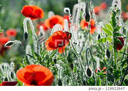 Wild poppies (Papaver rhoeas)  blooming in the field in sunny day - selective focus 119912647