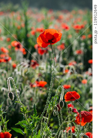 Wild poppies (Papaver rhoeas)  blooming in the field in sunny day - selective focus 119912649