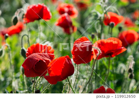 Wild poppies (Papaver rhoeas) blooming in the field in sunny day - selective focus Wild poppies (Papaver rhoeas) blooming in the field in sunny day - selective focus 119912650