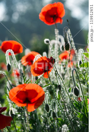 Wild poppies (Papaver rhoeas) blooming in the field in sunny day - selective focus Wild poppies (Papaver rhoeas) blooming in the field in sunny day - selective focus 119912651