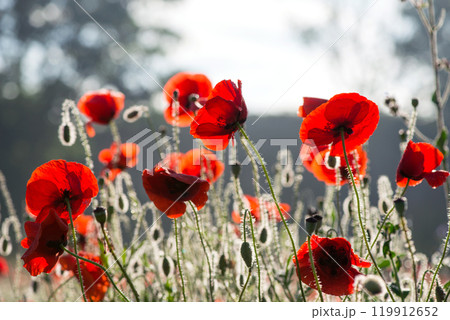 Wild poppies (Papaver rhoeas) blooming in the field in sunny day - selective focus Wild poppies (Papaver rhoeas) blooming in the field in sunny day - selective focus 119912652