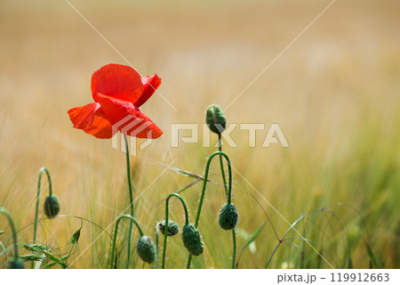 Wild poppies (Papaver rhoeas) blooming in the field in sunny day - selective focus Wild poppies (Papaver rhoeas) blooming in the field in sunny day - selective focus 119912663