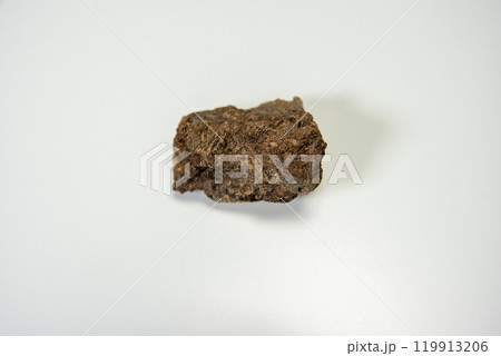 白亜紀の草食恐竜の化石 119913206