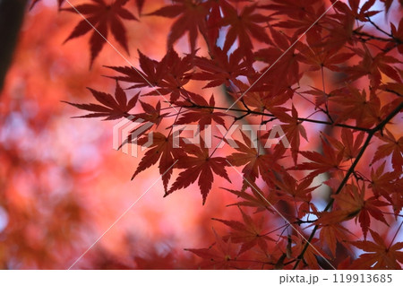 見ごろを迎えた紅葉 Momiji on foliage season 見ごろを迎えた紅葉 Momiji on foliage season 119913685
