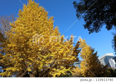 高層ビルとイチョウの木 ginkgo tree and skyscraper 高層ビルとイチョウの木 ginkgo tree and skyscraper 119913740